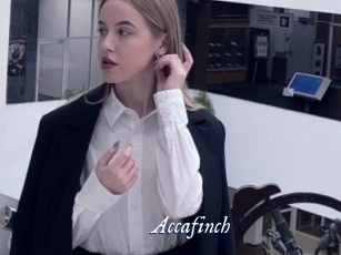 Accafinch