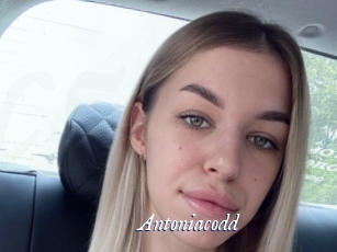 Antoniacodd