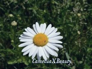 Camellia_XBeauty