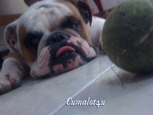 Cumalot4u