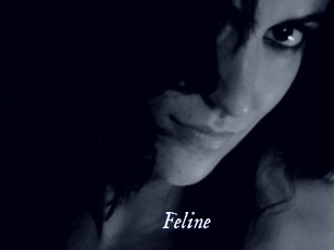 Feline Cam 5