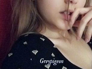 Greypigeon